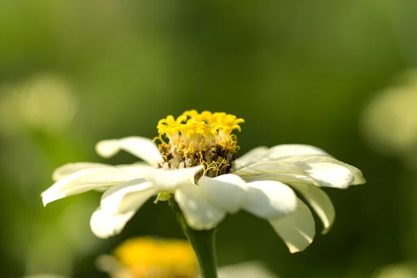 화이트 백 일초 꽃 — 스톡 사진