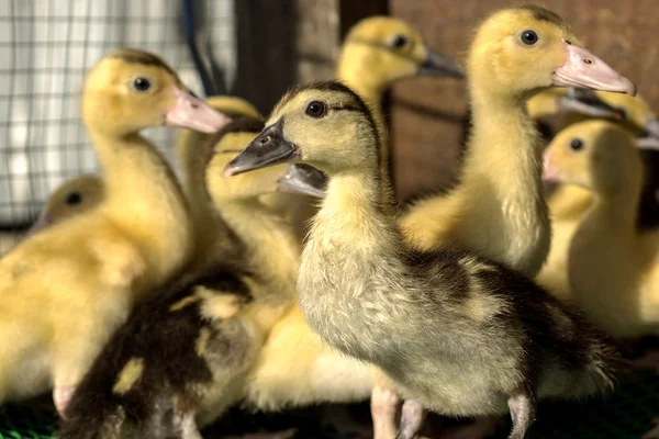 Ducklings flocks. — Stock Photo, Image