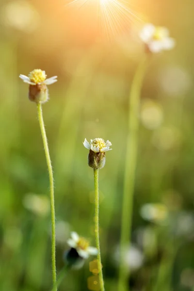 Hierba flor impacto luz solar. —  Fotos de Stock