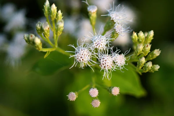 Weiße Blume von siam unkraut oder ageratum houstonianum (thailändisches Kraut)) — Stockfoto