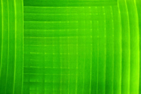 Фоновые растительные волокна . — стоковое фото