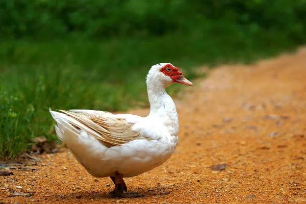 Duck walk on the street. — Stock Photo, Image