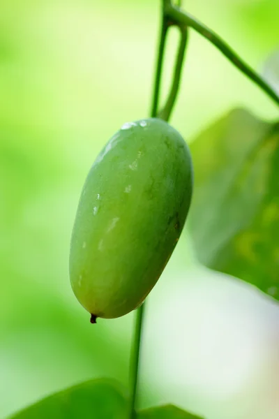 Edera zucca verdure in natura — Foto Stock