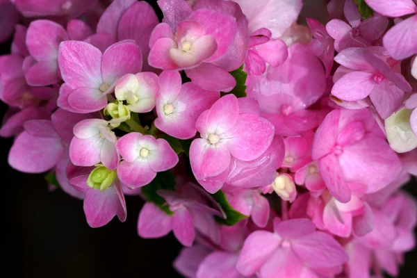 ピンクアジサイ花を閉じて — ストック写真