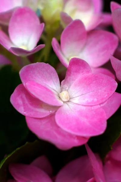 Różowy hortensja kwiat zbliżenie — Zdjęcie stockowe