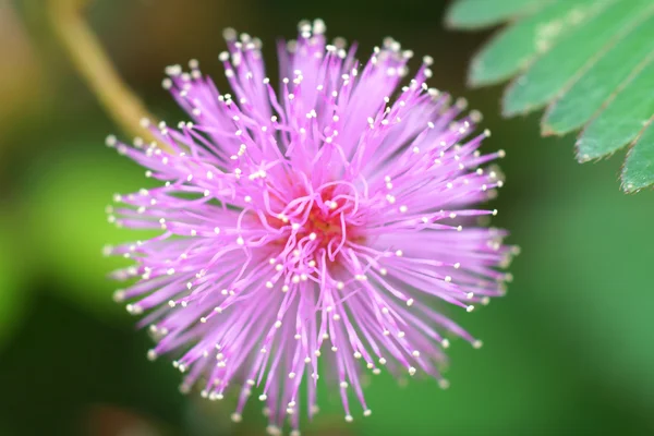 Delikatna roślina (Mimosa Pudica ) — Zdjęcie stockowe