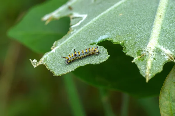 Oruga de tigre llano Nombre Científico: Danaus chrysippus chrys — Foto de Stock