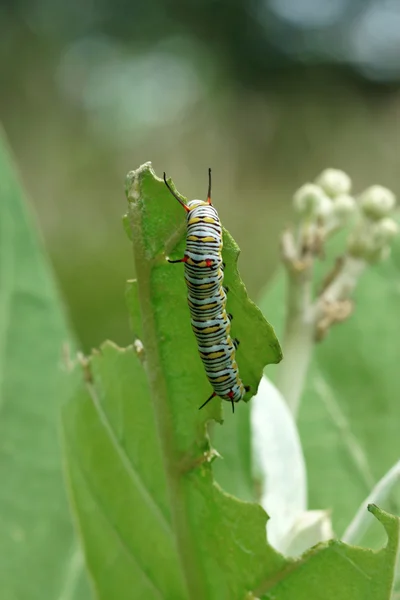 Vanlig tiger caterpillar vetenskapliga namn: Danaos chrysippus chrys — Stockfoto