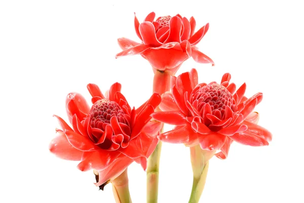 Tropical flower of red torch ginger. — Stock Photo, Image