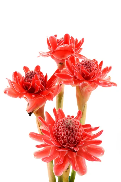 Flor tropical de gengibre tocha vermelha . — Fotografia de Stock