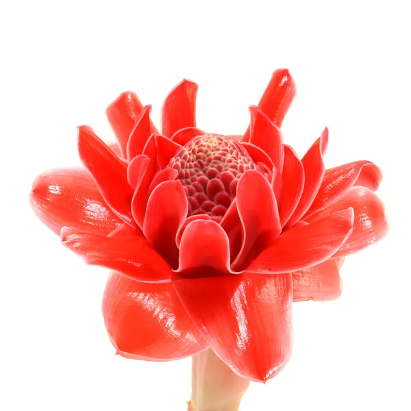 Tropikalny kwiat imbiru czerwona pochodnia. — Zdjęcie stockowe