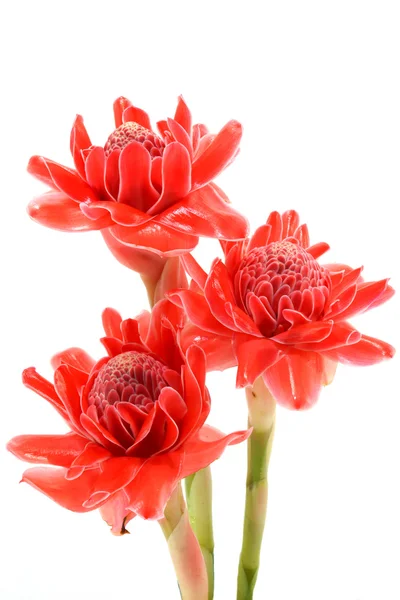 Tropical flower of red torch ginger. — Stock Photo, Image