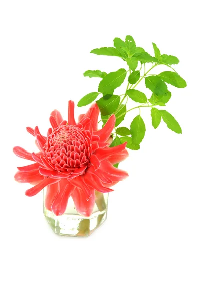Tropische bloem van rode fakkel gember en ocimum sanctum. — Stockfoto