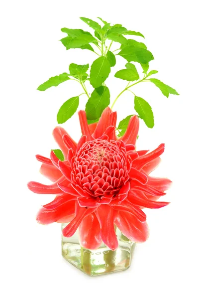 Tropikalny kwiat czerwona pochodnia imbir i ocimum sanctum. — Zdjęcie stockowe