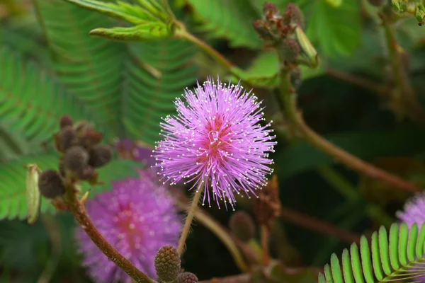 Hassas bitki ( mimoza pudica ) — Stok fotoğraf