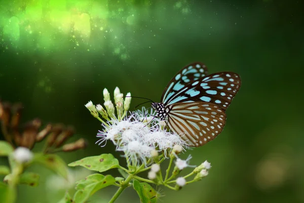 Голубая стеклянная тигровая бабочка на цветке . — стоковое фото