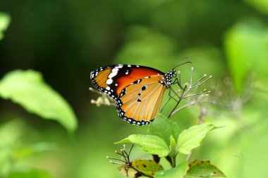 Turuncu kelebek çiçek. (cethosia cyane)
