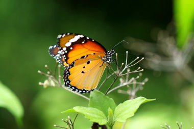 Turuncu kelebek çiçek. (cethosia cyane)