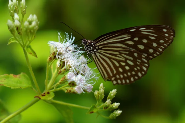 Motyl niebieski Tygrys szklisty na kwiat. — Zdjęcie stockowe