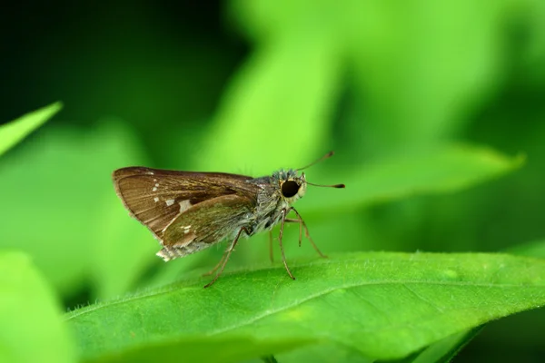 Borbo cinnara (wallace, 1866): Reissegler — Stockfoto