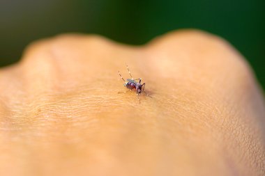 aşırı makro insan Kan emme sivrisinek