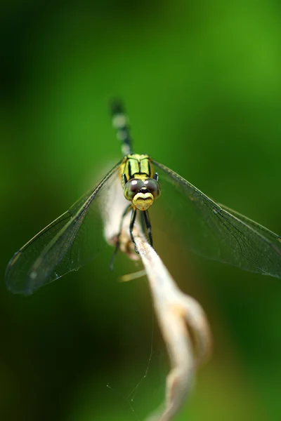 Primo piano di una libellula verde — Foto Stock