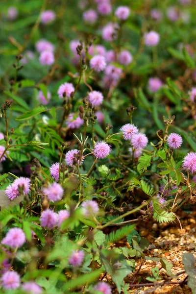 Sensitive plant ( mimosa pudica ) — Stock Photo, Image