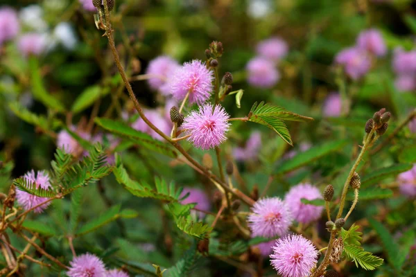 Empfindliche Pflanze (Mimose pudica) ) — Stockfoto