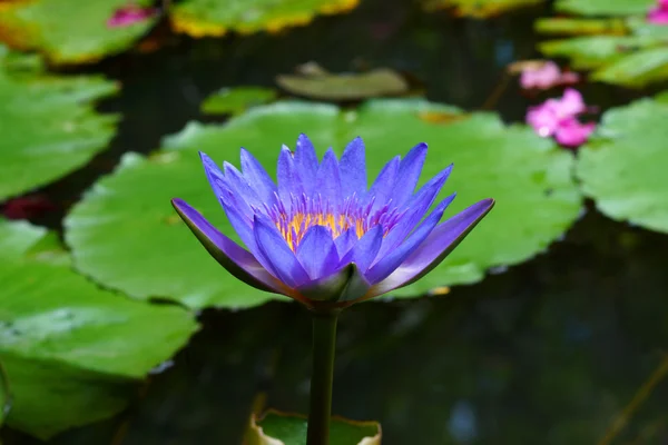 Blue water lily, lotus — Stock Photo, Image