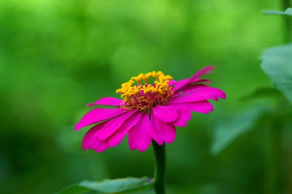 Zinnia Blume im Garten — Stockfoto