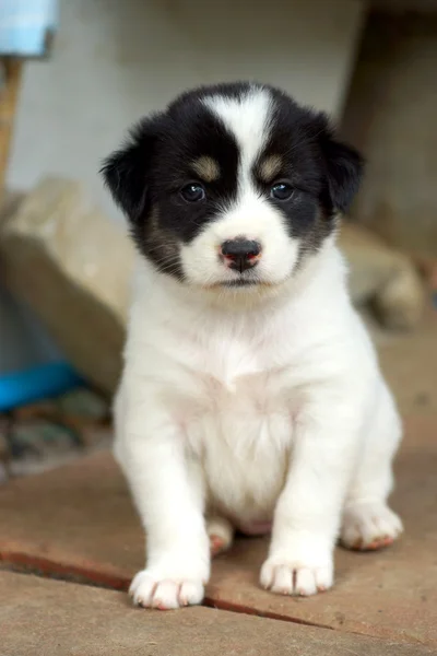 Cute puppy sitting. — Stock Photo, Image