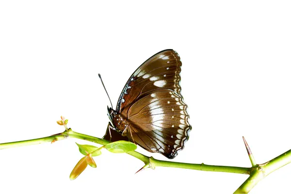 Borboleta no ramo isolado fundo branco . — Fotografia de Stock