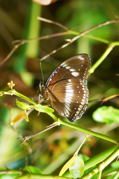 Бабочка на ветке — стоковое фото