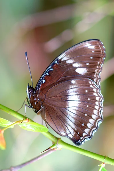 Dalına kelebek — Stok fotoğraf