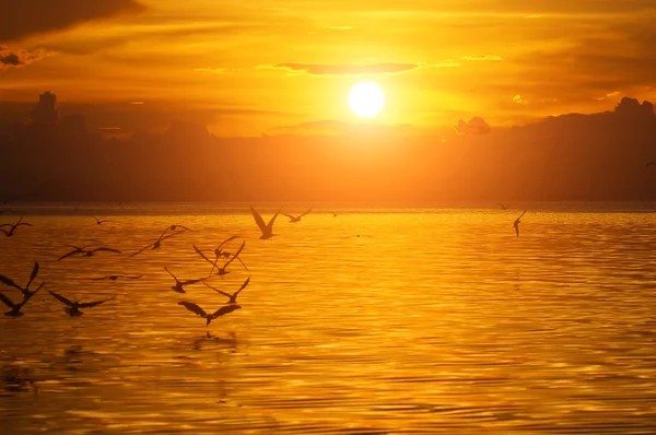Coucher de soleil au lac et hirondelles . — Photo