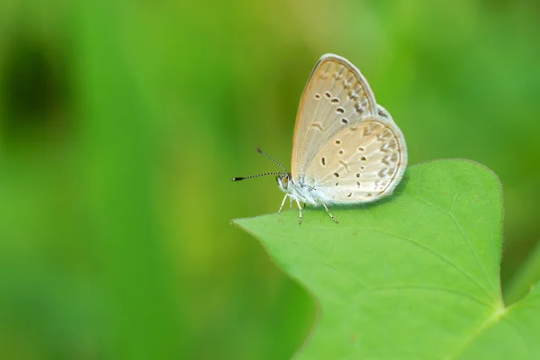 Schmetterlingsname "blasses Grasblau (zizeeria maha)" auf einem Blatt. — Stockfoto