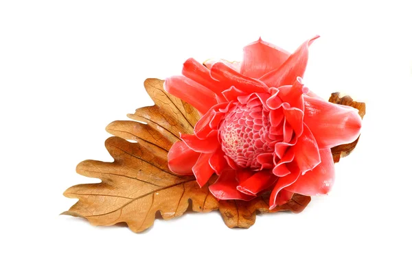 Tropical flower of red torch ginger. — Stock Photo, Image