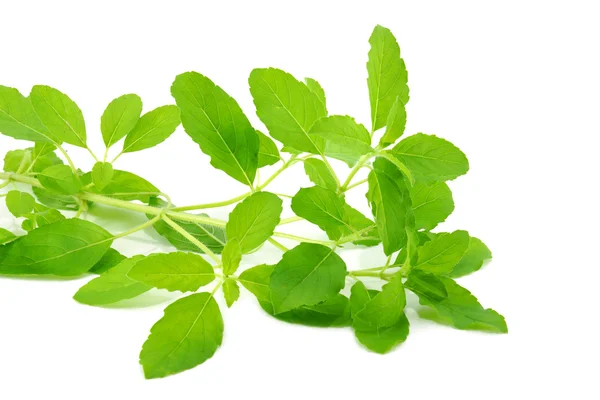 Green leaves of the herb — Stock Photo, Image