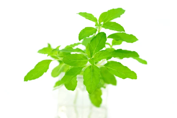 Green leaves of the herb — Stock Photo, Image