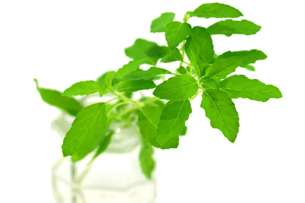 Green leaves of the herb — Stock Photo, Image