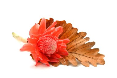 tropikal çiçek kırmızı meşale zencefil.