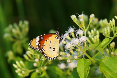 beyaz çiçek güzel kelebeği.