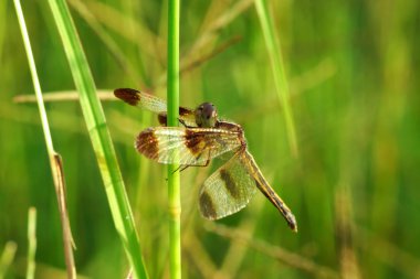 yusufçuk botanik bahçeleri.