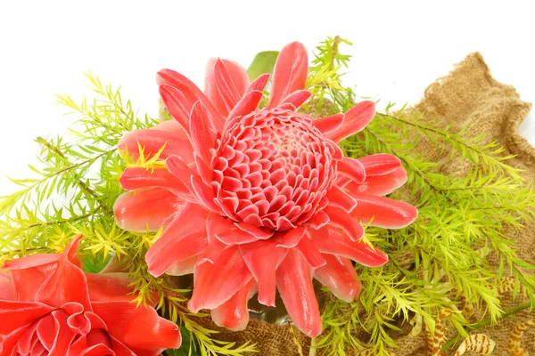 Tropische Blume aus rotem Ingwer. — Stockfoto