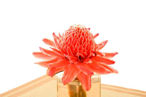 Tropical flower of red torch ginger. — Stock Photo, Image