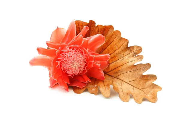 Tropical flower of red torch ginger. — Stock Photo, Image
