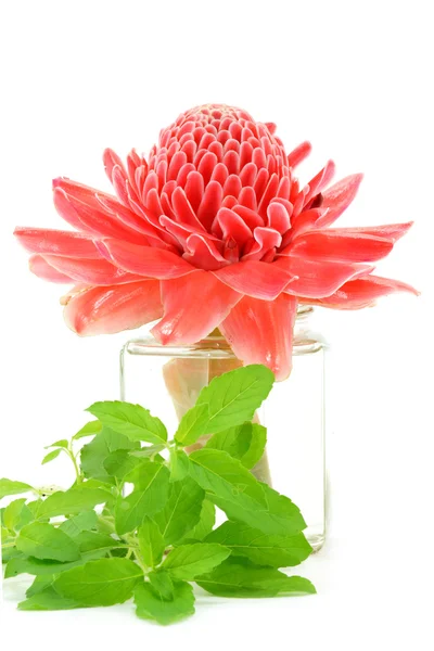 Tropical flower of red torch ginger and Ocimum sanctum. — Stock Photo, Image