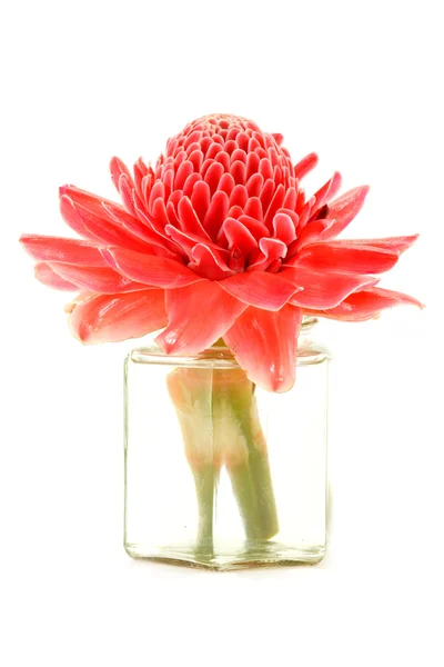 Tropická květina červená baterka zázvoru. — Stock fotografie