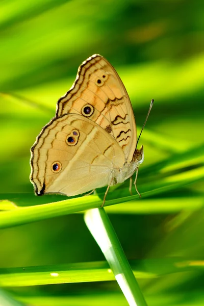 Hermosa mariposa en una hoja de hierba . — Foto de Stock