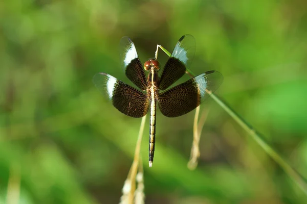Libelle im botanischen Garten. — Stockfoto